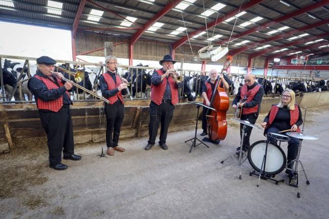 Farmer books jazz band to perform for her cows