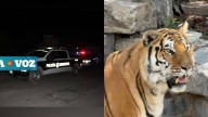 Escape' de tigre moviliza a Policías