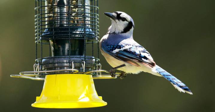 As the garden winds down, it's time to care for winter