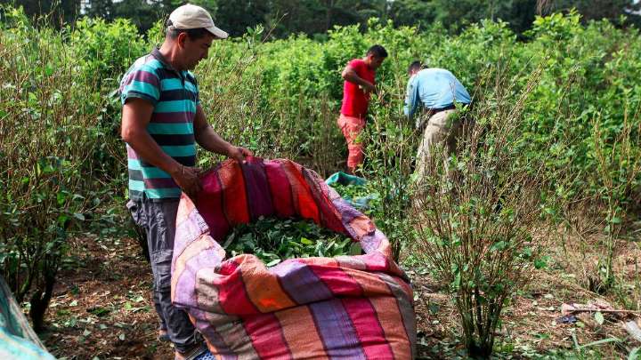 La coca ya supera al cacao y la papa: crece la preocupación por los cultivos ilícitos en Colombia