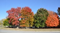 How should Delawareans dispose of yard waste in fall 2025?