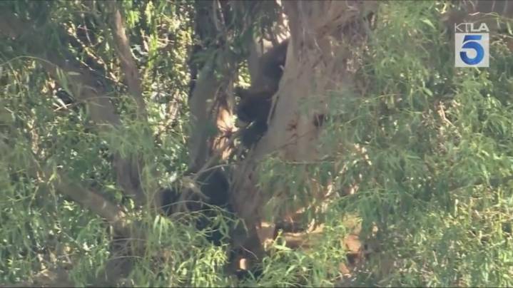 Watch: Bear family spotted in Southern California