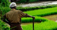 Maharashtra Government Extends Crop Survey Deadline To Oct. 31