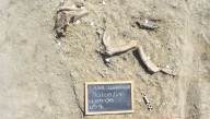 How Did Early Humans End Up Supersizing Their Tools? 400,000-Year-Old Butchered Elephant Remains Might Hold The Answer