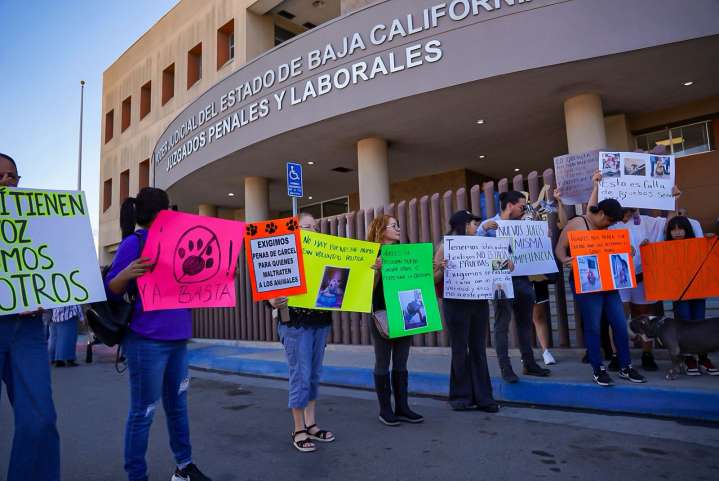 “Leyes que se cumplan y que los castiguen de verdad”, exigen justicia por los animales