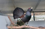 Un hito científico que da «ilusión y esperanza» para recuperar el urogallo en la cordillera Cantábrica