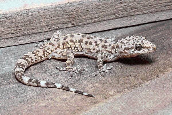 Help Indiana DNR track Mediterranean geckos