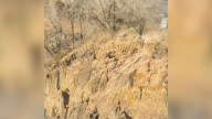 Dog Stranded On A Ledge In Colorado Is Saved After One Man Notices Something Unusual