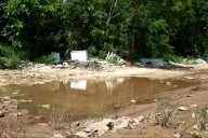 Quintana Roo suma 214 casos de dengue y detectan nueva especie de mosquito; ¿qué tan peligroso es?