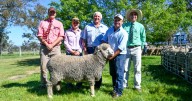 Cassilis Park and Coddington Uardry 2025 ram sale results