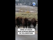 Herd of bison run across bridge in Yellowstone