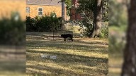 Missouri Rescuer Found A Scared Dog Hiding In Bushes, So She Came Up With A Good Plan To Save Her
