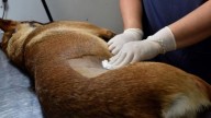 El municipio de Fontana realizará castraciones de mascotas gratuitas: cómo sacar turno