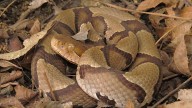 Wilmington-area river listed among the most snake