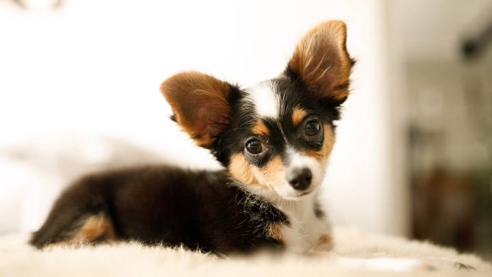 Did your pet make the list of Mississippi’s most popular dog names?