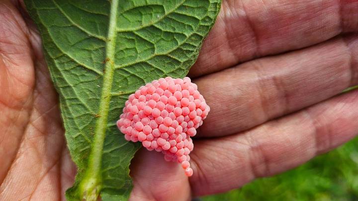 Gardeners: if you spot these little pink eggs, you should act fast to prevent an invasive species of snail