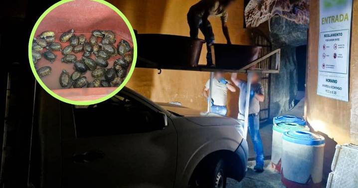 Cae red de tráfico tapatía: Rescatan más de dos mil tortugas, loros e iguanas