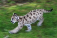 Potential Mountain Lion Sighting