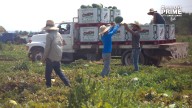 Idaho produce business faces worker shortage as ICE raids escalate