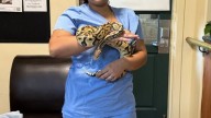 Python found at Monrovia In-N-Out reunited with family in San Bernardino
