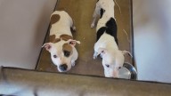 Pets looking for 'fur'-ever homes at Central Texas' largest adoption event at Cadence Bank Center