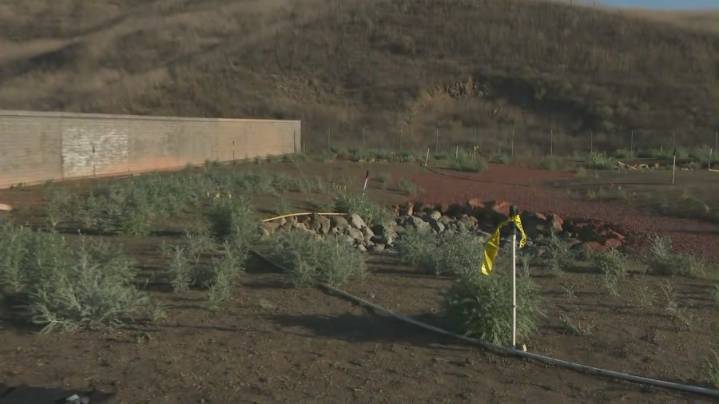 First plants placed on world’s largest wildlife crossing over 101 Freeway 