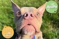 Pittsburgh Pet of the Week: Acorn, a Curious and Energetic Pup