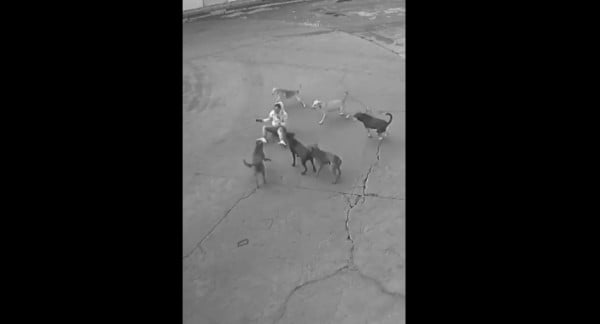 Video.- Jauría ataca a mujer y un automovilista evita la tragedia