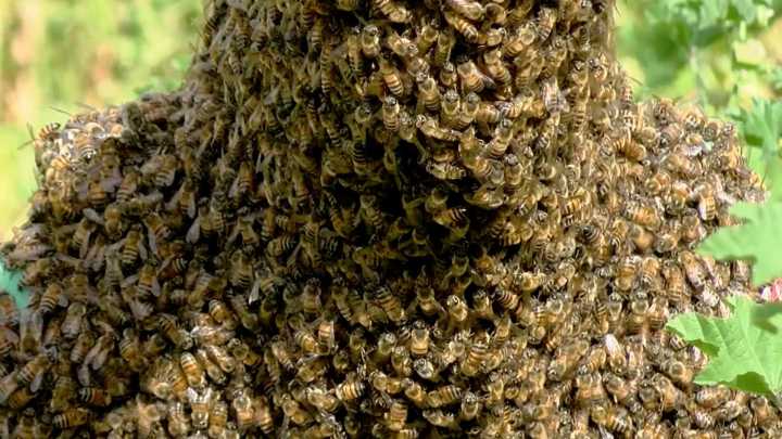 Hombre Muere Tras Ser Atacado por un Enjambre de Abejas en Ojocaliente, Zacatecas