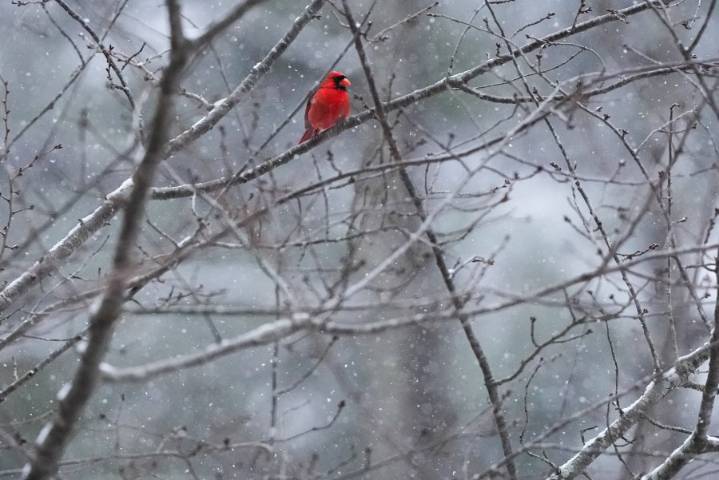 When will the first frost and freeze will hit the Ozarks?