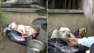 California Rescuers Went To Help A Stray Pittie, Only To Uncover Something Surprising