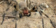 La peligrosa araña del banano: cómo actúa la especie que está entre las más venenosas del mundo