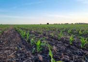 Campaña agrícola 2025/26: el trigo se luce, la soja arranca con agua y el maíz avanza con fuerza en todo el país