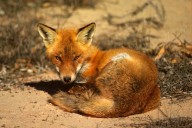 It took just 60 years for red foxes to colonise Australia from Victoria to the Pilbara