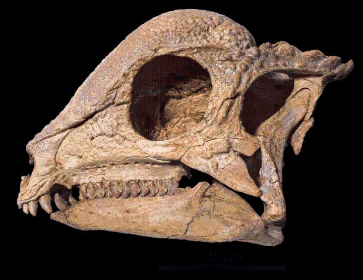 This ‘magical’ dinosaur specimen emerged from the ground like a polished jewel