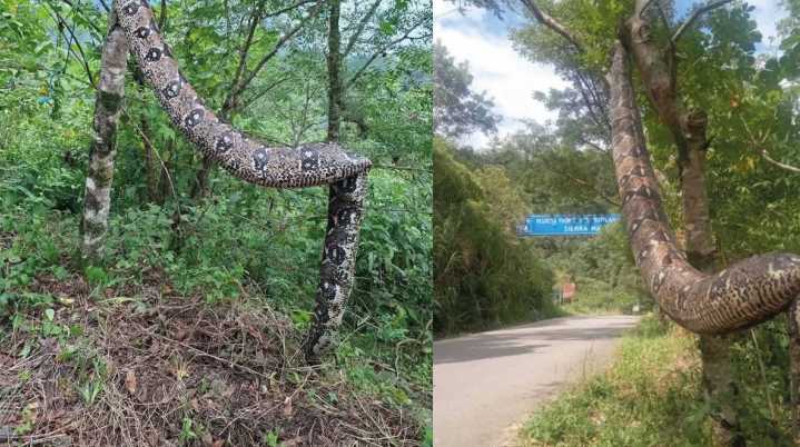 Boa gigante causa sorpresa y temor en Puebla