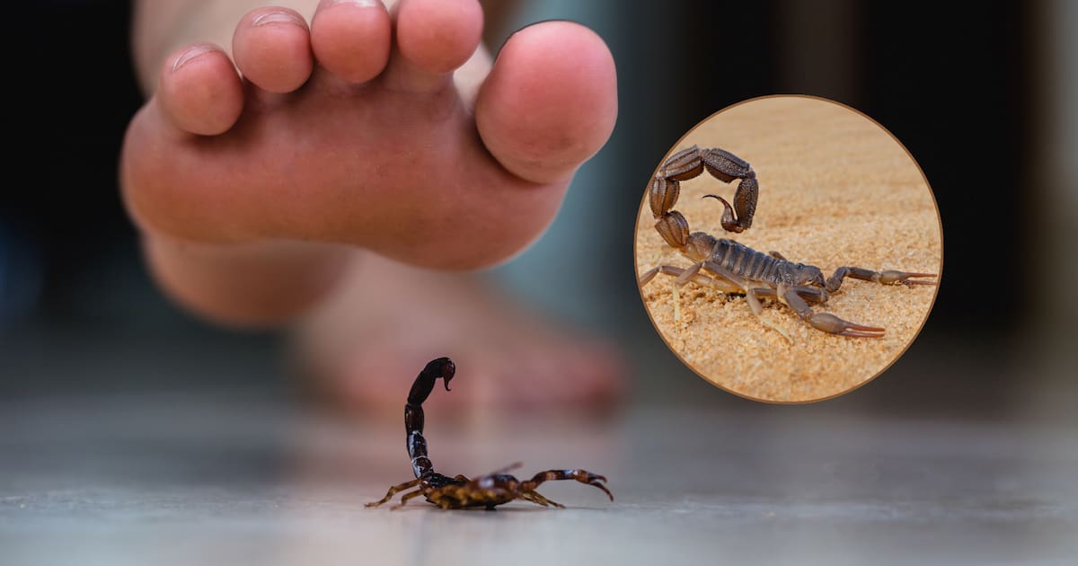 Al menos 6 personas rendirán declaración en el caso de niña fallecida por picadura de alacrán; FGR solicita varios dictámenes para determinar causa de su muerte