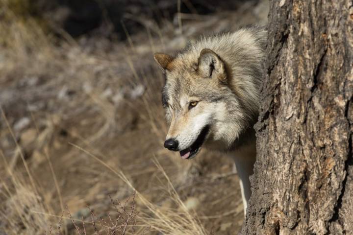FWP is in the wolf management hot seat