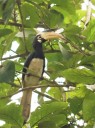 Udupi: Malabar pied hornbills roosting in city trees, experts say shift signals habitat change