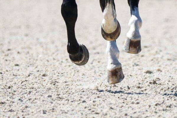 British Dressage reveals first horse welfare statistics and next steps