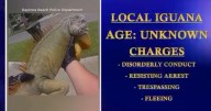 Video shows Florida officers "arresting" iguana for disturbing the peace: "Just another day on patrol"