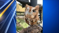 One-eyed owl Odin dies at Wichita's Riverside Park wildlife exhibit