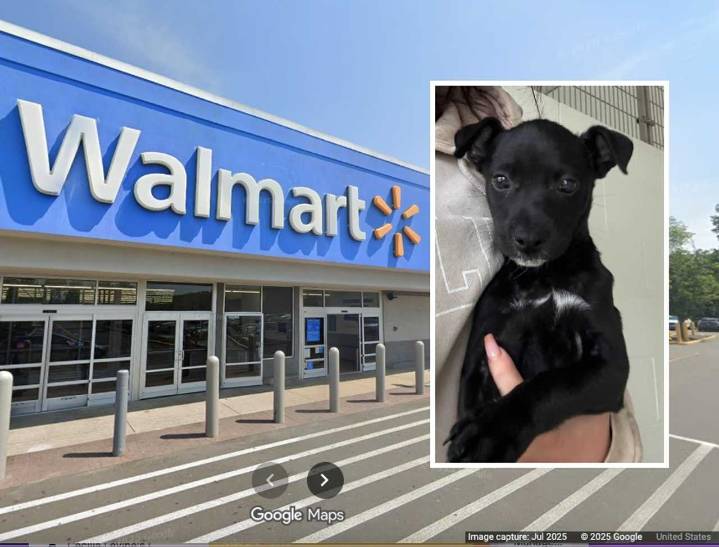10-Week-Old Puppy Found Alone In Nor’easter Near Branford Walmart: Shelter