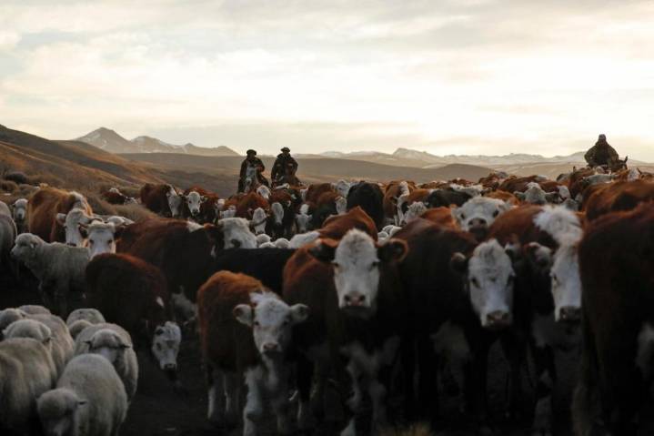 Trump’s Argentina beef plan risks rancher ire, little relief
