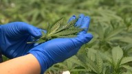 Monthslong hearing over medical marijuana licensing in Florida kicks off
