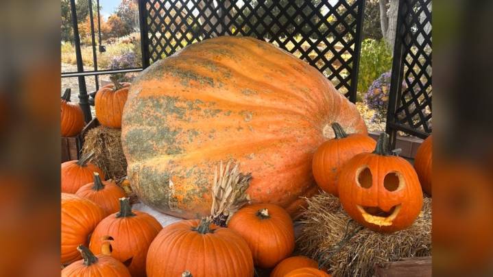 Giant pumpkin on display at Denver Botanic Gardens