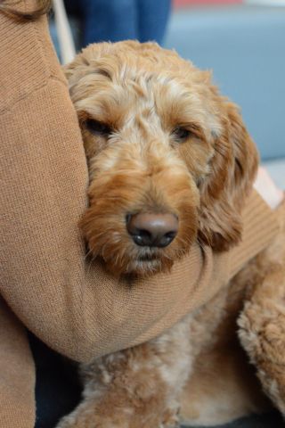 5 Traits of the Ideal Canine Companion