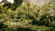 How To Kill Invasive Japanese Knotweed (And What Not To Do)