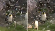 VIDEO: Un pingüino se roba el corazón de miles con su particular 'fiesta de burbujas'