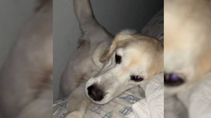 College Student In Indiana Hears Mysterious Sound At Night And Can’t Believe What She Finds